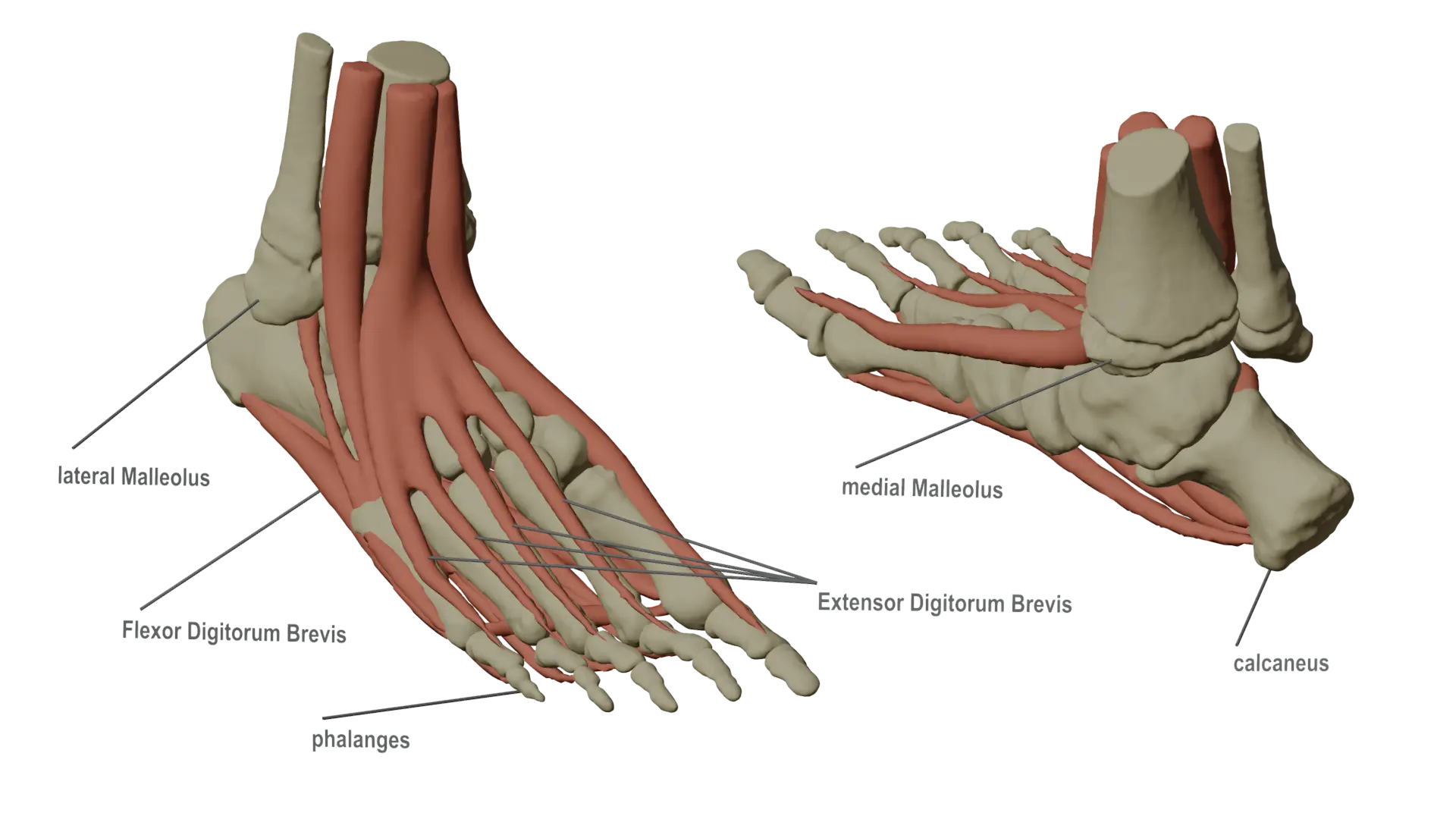 foot_anatomy.webp